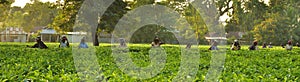 Women pick up tea leafs by hand at tea garden in Darjeeling, one of the best quality tea in the world, India