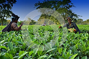 Women pick up tea leafs by hand at tea garden in Darjeeling, one of the best quality tea in the world, India