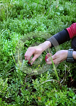 Women picking blueberry