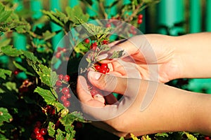 Women picking redcurrants in garden