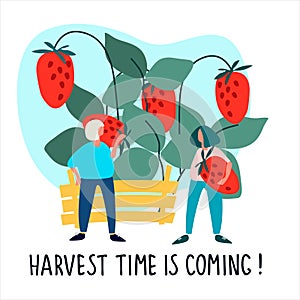 Women picking strawberries vector illustration. Harvest Time Is Coming quote. Harvesting, agritourism concept