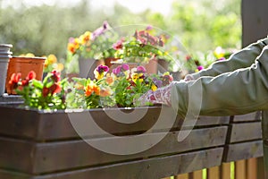 Women planting flowers in terrace, springtime gardening in a sunny evening
