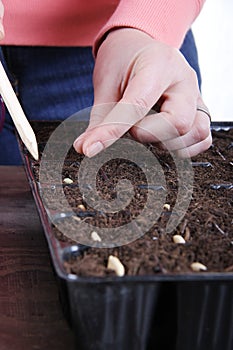 Women planting vegetable seeds close up