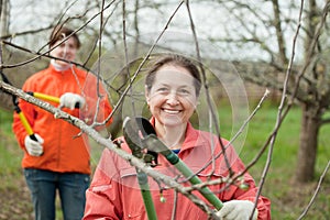 Women pruned branches in the orchard
