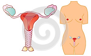 Women reproductive system
