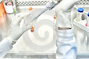 The women researcher using pipette and cell culture flask do the aseptic technique for changing the medium of adherent cell cultur