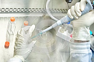 The women researcher using pipette and cell culture flask do the aseptic technique for changing the medium of adherent cell cultur