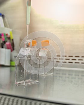 The women researcher using pipette and cell culture flask do the aseptic technique for changing the medium of adherent cell cultur