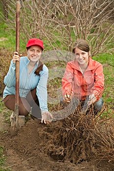 Women resetting bush sprouts photo
