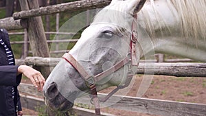 women's and children's hands are stroking a white horse