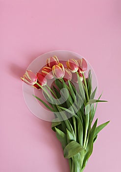 Tulip flowers and small hearts on soft pink background
