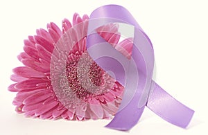 Women`s Day pink gerbera with purple ribbon and applied vintage wash filter.