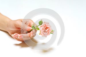 Women& x27;s fashion hands with natural cosmetics, pink roses beautiful flowers