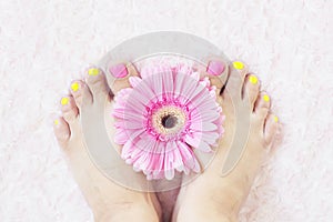 Women`s feet with bright pedicure on a pink fur rug and brightly pink gerbera with drops.