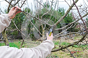 Women`s Female gardener hands with shears, scissors cutting fruit tree branch in green garden, yard, courtyard. gardening farming