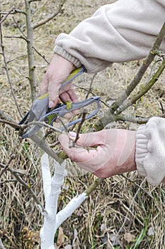 Women`s Female gardener worker hands with shears, scissors cutting fruit tree branch in green garden, yard, courtyard. gardening