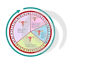 Women's Fertility Cycle Calendar with different stages. Editable Clip Art. photo