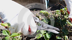 Women's gloved hands cut dried leaves from a strawberry bush, remove dry foliage, garbage. Gardening concept