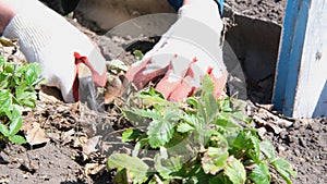 Women's gloved hands cut dried leaves from a strawberry bush, remove dry foliage, garbage. Gardening concept