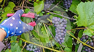 Women's gloved hands cut ripe black grapes with garden scissors