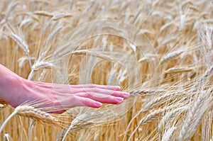 Women's hand over wheat field