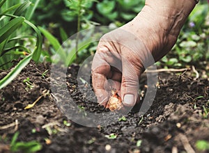 Women`s hand sadi in soil-soil flower bulbs. Close-up, Concept o