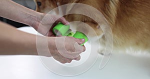 Women's hands are bandaging a dog's paw