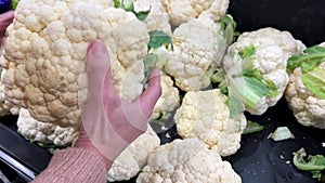Women's hands. Cauliflower in female hands, close-up. A Caucasian woman twirls a head of cabbage and evaluates the