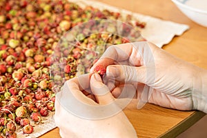 Women`s hands close-up fingering a forest berry