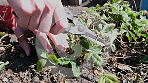 Women's hands cut dried leaves with garden scissors from a strawberry bush, remove dry foliage, garbage.