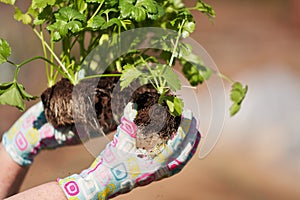 Women's hands in gardening gloves with celery seedlings in a soil briquette.