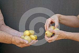 Women's hands giving potatoes. Farmer holding in hands the harvest of potatoes. Organic vegetables