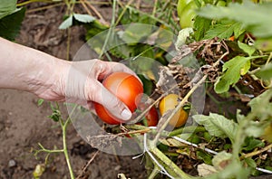 Women`s hands harvesting fresh organic tomatoes in home garden on a sunny day