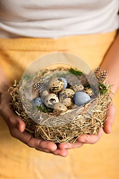 Women`s hands hold bird nest with Quail eggs with green moss and feathers.