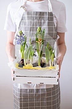 Women& x27;s hands hold a box with spring flowers hyacinths in their hands