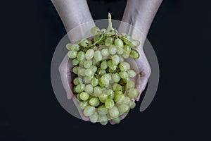 Women`s hands hold a branch of large, green grapes. Horizontal photo