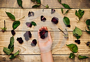 Women`s hands hold dry roses on a wooden background. Compilation of herbarium. The concept of aging and withering