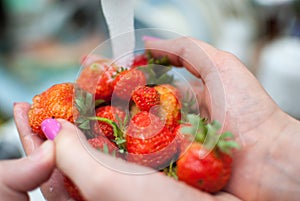 Women`s hands hold fresh ripe strawberries