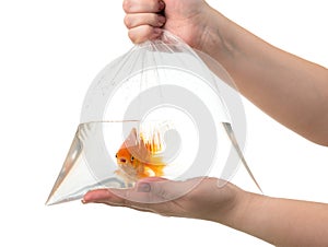 Women`s hands hold a plastic bag of water and a goldfish isolated on white background. File contains a path to isolation.