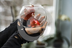 Women`s hands hold a small round aquarium with a goldfish inside. In the background there is a blurred window image. Copy space