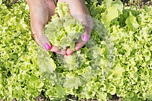 Women`s hands holding in the hands of a young juicy lettuce