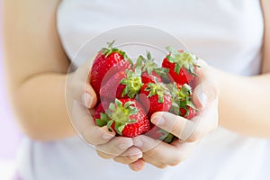 Women`s hands holding a large handful of ripe strawberries