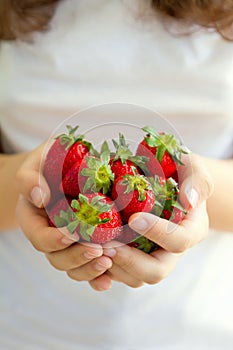 Women`s hands holding a large handful of ripe strawberries