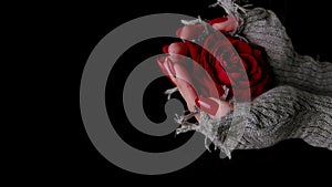 Women's hands holding red rose on black background with dissipating steam. Unrecognizable woman with red manicure in