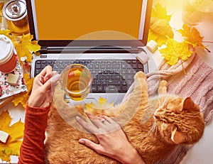 Women's hands with hot cup of tea, ginger cat, scarf, yellow leaves with laptop. Cozy home, freelance, online studying