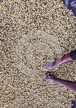 Women\'s hands mixing coffee cherries processed by the Honey process in the Sidama region, Ethiopia