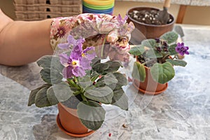 Women's hands pluck wilted violet (Saintpaulia) flowers.