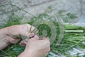 Women's hands plucked twigs of dill