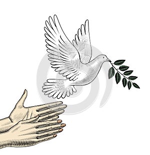 Women`s hands release the dove of peace