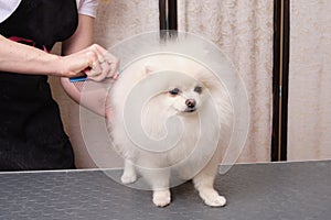 Women`s hands with scissors cut a Pomeranian breed dog on a grooming table